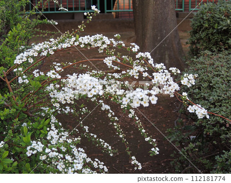 美麗的雪柳預示著春天 112181774