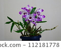 石斛蘭花紫色和白色 112181778