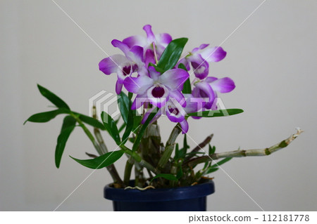 石斛蘭花紫色和白色 石斛蘭花紫色和白色 112181778