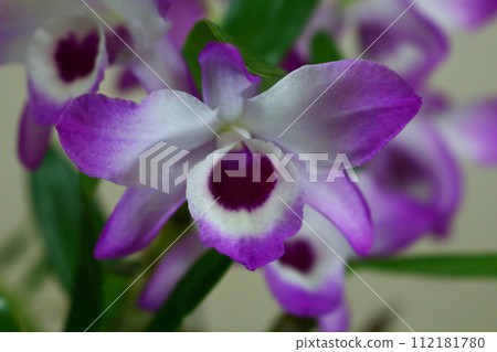 石斛蘭花紫色和白色 石斛蘭花紫色和白色 112181780
