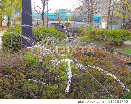 美麗的雪柳預示著春天 美麗的雪柳預示著春天 112181790