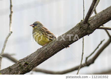 一隻藍鰭鮪魚棲息在樹枝上 一隻藍鰭鮪魚棲息在樹枝上 112181932