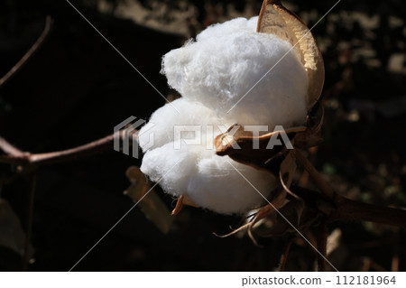 Cotton seeds that have burst into fruition Cotton seeds that have burst into fruition 112181964