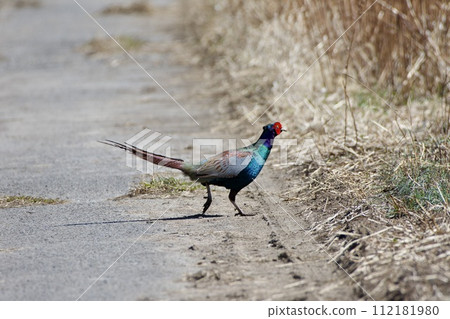 Pheasant crossing the road 112181980