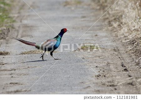 Pheasant crossing the road Pheasant crossing the road 112181981