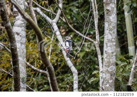清晨啄木鳥擊鼓的聲音 啄木鳥、紅啄木鳥 112182059