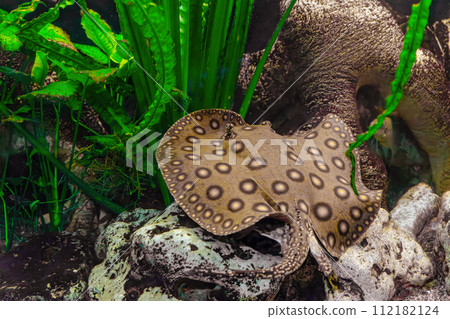 Brown spotted Potamotrygon motoro, Stingray motoro floating in an aquarium on sandy bottom Brown spotted Potamotrygon motoro, Stingray motoro floating in an aquarium on sandy bottom 112182124