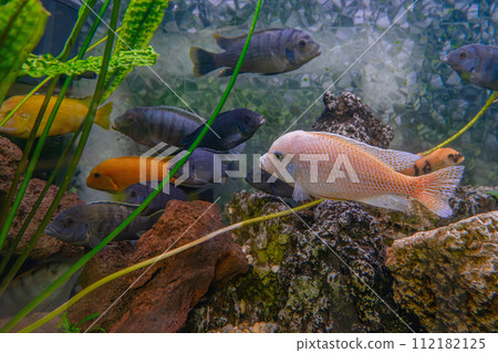 Pseudotropheus zebra, red african cichlid mbuna swimming in aquarium 112182125