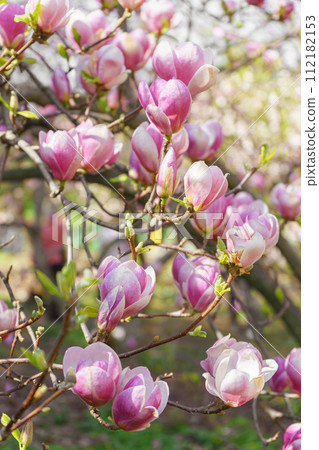 Blooming tree branch with pink Magnolia soulangeana flowers outdoors Blooming tree branch with pink Magnolia soulangeana flowers outdoors 112182153