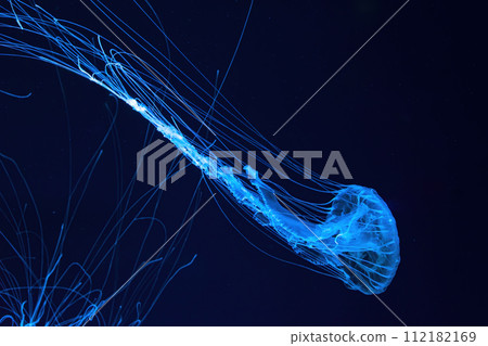 One fluorescent jellyfish swimming underwater aquarium pool with blue neon light One fluorescent jellyfish swimming underwater aquarium pool with blue neon light 112182169