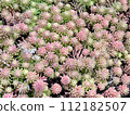 Stonecrop, a naturally occurring succulent plant 112182507