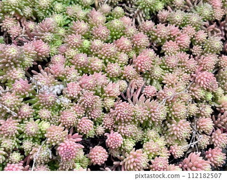 Stonecrop, a naturally occurring succulent plant 112182507