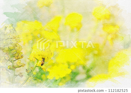 [Aichi Prefecture] Watercolor painting of a field of rape blossoms at Aichi Ranch in Nisshin City 112182525
