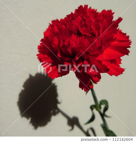 Red carnation 112182604