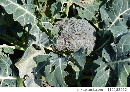 收穫前的西蘭花 收穫前的西蘭花 112182912