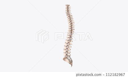 The vertebral column is a series of approximately 33 bones called vertebrae, which are separated by intervertebral discs The vertebral column is a series of approximately 33 bones called vertebrae, which are separated by intervertebral discs 112182967