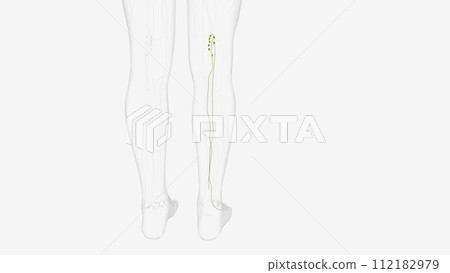 Iymphatics of right Iower limb Iymphatics of right Iower limb 112182979
