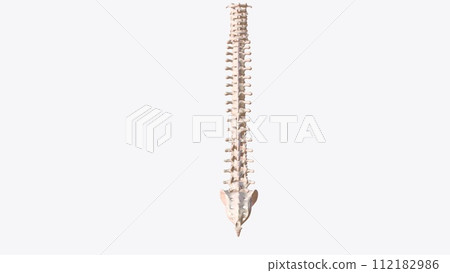 The vertebral column surrounds the spinal cord which travels within the spinal canal, The vertebral column surrounds the spinal cord which travels within the spinal canal, 112182986