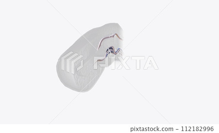 Fingernail Cross Section of Tendons 112182996