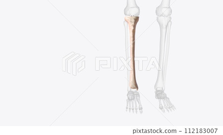 The tibia is second longest bone in your body 112183007