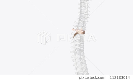 Third thoracic vertebrae (T3): The thoracic spinal nerve 3 passes through underneath T3 Third thoracic vertebrae (T3): The thoracic spinal nerve 3 passes through underneath T3 112183014