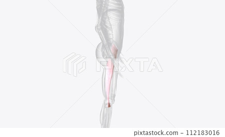 The iliotibial tract is a thickened band of deep fascia that runs down the lateral surface of the thigh The iliotibial tract is a thickened band of deep fascia that runs down the lateral surface of the thigh 112183016