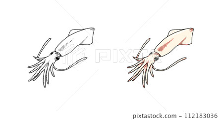 從某個角度看到的魷魚插圖（彩色和單色） 112183036