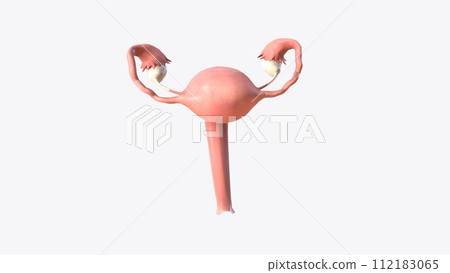 Female Internal Genital Organs  112183065
