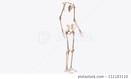 The appendicular skeleton is one of two major bone groups in the body 112183110