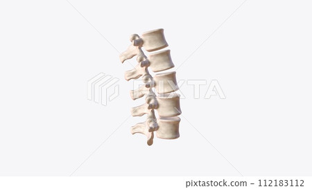 The lumbar vertebrae are, in human anatomy, the five vertebrae between the rib cage and the pelvis 112183112