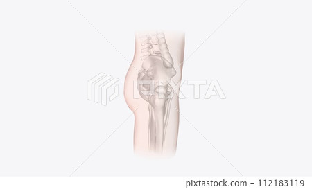 The integumentary system is the largest organ of the body 112183119