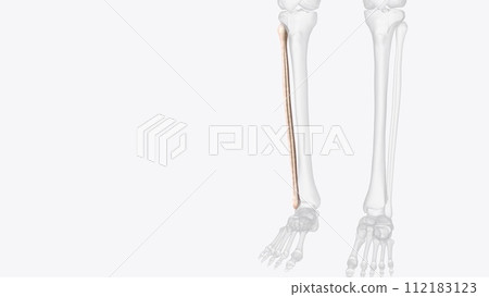 The fibula is a bone located within the lateral aspect of the leg 112183123