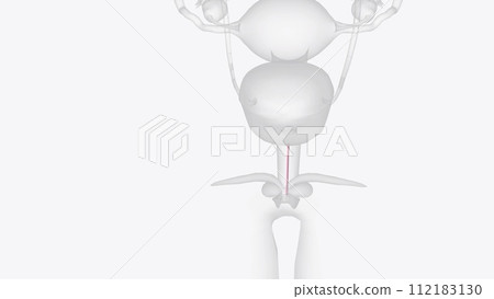 The ureters are bilateral thin (3 to 4 mm) tubular structures that connect the kidneys to the urinary bladder 112183130
