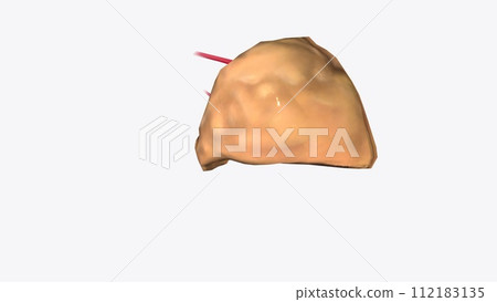 small gland that makes steroid hormones, adrenaline, and noradrenaline 112183135