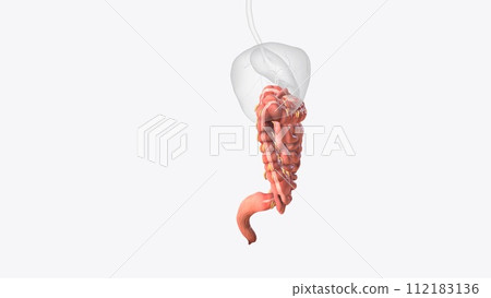 Lower gastrointestinal tract 3d medical 112183136