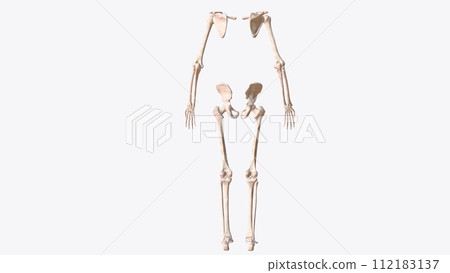 The appendicular skeleton is one of two major bone groups in the body 112183137