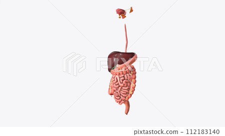 The digestive system breaks down the food we eat into tiny parts to give us fuel and the nutrients we need to live 112183140