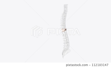 The tenth thoracic vertebra (T10) is one of twelve vertebrae that make up the central section of the vertebral column 112183147