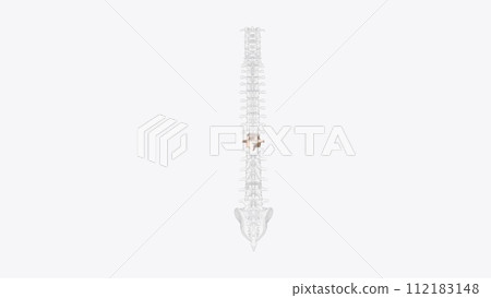 The eleventh thoracic vertebra (T11) is located near the bottom of the thoracic spine The eleventh thoracic vertebra (T11) is located near the bottom of the thoracic spine 112183148