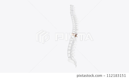 The tenth thoracic vertebra (T10) is one of twelve vertebrae that make up the central section of the vertebral column The tenth thoracic vertebra (T10) is one of twelve vertebrae that make up the central section of the vertebral column 112183151