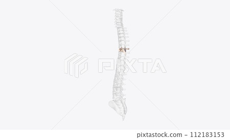 The T7 vertebra is the seventh thoracic vertebra, found in the middle of the chest between the seventh and eighth pairs of ribs The T7 vertebra is the seventh thoracic vertebra, found in the middle of the chest between the seventh and eighth pairs of ribs 112183153