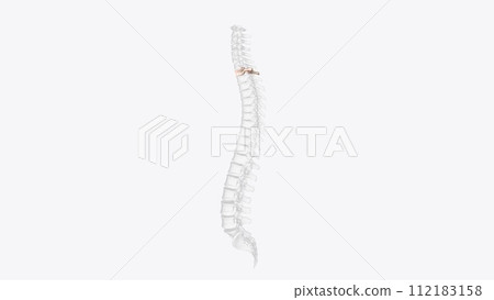 The first thoracic vertebra (T-1) has a whole costal facet superiorly and a half costal facet inferiorly The first thoracic vertebra (T-1) has a whole costal facet superiorly and a half costal facet inferiorly 112183158