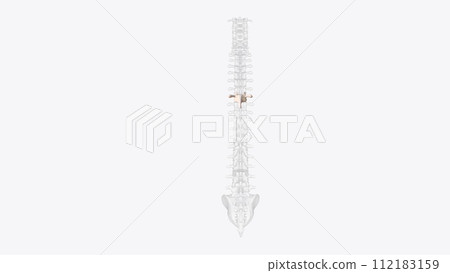 The T7 vertebra is the seventh thoracic vertebra, found in the middle of the chest between the seventh and eighth pairs of ribs The T7 vertebra is the seventh thoracic vertebra, found in the middle of the chest between the seventh and eighth pairs of ribs 112183159