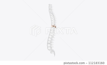 The eighth thoracic vertebra is, together with the ninth thoracic vertebra, at the same level as the xiphisternum The eighth thoracic vertebra is, together with the ninth thoracic vertebra, at the same level as the xiphisternum 112183160
