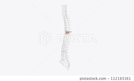 The eighth thoracic vertebra is, together with the ninth thoracic vertebra, at the same level as the xiphisternum 112183161