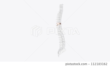The T7 vertebra is the seventh thoracic vertebra, found in the middle of the chest between the seventh and eighth pairs of ribs The T7 vertebra is the seventh thoracic vertebra, found in the middle of the chest between the seventh and eighth pairs of ribs 112183162