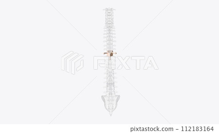 The eighth thoracic vertebra is, together with the ninth thoracic vertebra, at the same level as the xiphisternum 112183164