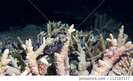 Coral spawning, Akadama, Zamami Island Coral spawning, Akadama, Zamami Island 112183177