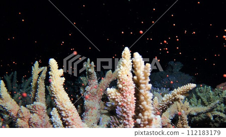 珊瑚產卵赤珠座間味島 112183179