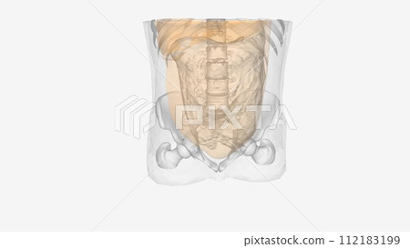 The peritoneum is the serous membrane that lines the abdominal cavity The peritoneum is the serous membrane that lines the abdominal cavity 112183199